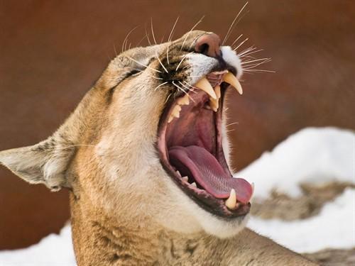 爱体育-狼队蓄势待发，猛犬将吞下对手