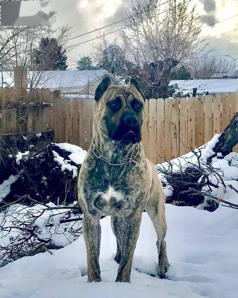 狼队蓄势待发，猛犬将吞下对手